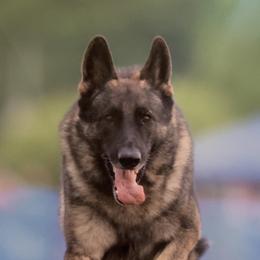German Shepherds from Cindy Davis's German Shepherds