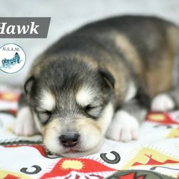 Boy 1 - Sable and white male Alaskan Malamute puppy in Kingston, Tennessee from North Shore Alaskan Malamutes