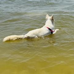 Marie - Berger Blanc Suisse