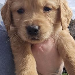 Golden Retriever Puppies from Rodgers Retrievers