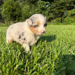 Sylvia - Blue merle female Miniature American Shepherd puppy in Clinton, Missouri from Mockingbirds American Minis