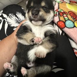 Luffy - Black and tan male Shiba Inu puppy in Lehigh Acres, Florida from SWFL Happy Dogs