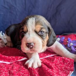 Indy - Black tan and white male Beagle puppy in Colville, Washington from Rosehaven Homestead