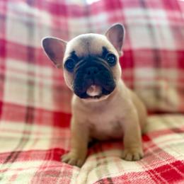 Pepe' - Fawn male French Bulldog puppy in Greeley, Colorado from Mandy Moon French Bulldogs