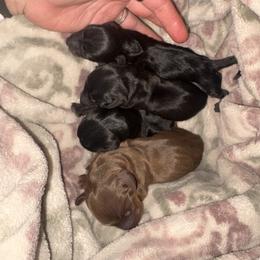 Gabby - Chocolate and tan female Dachshund puppy in Gulfport, Mississippi from Candy & Caits Farmstead Mini Doxies