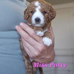 Cavapoo Puppies from North Ranch Doodles