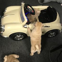 Pug Puppies from Pickwick Pugs