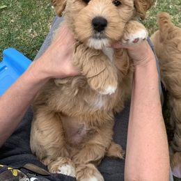 Australian Labradoodle Puppies from Integrity Labradoodles