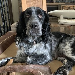 Maggie - English Springer Spaniel