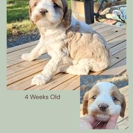 Red Merle Parti Girl - Merle female Cockapoo puppy in Stayton, Oregon from MoSa Ranch Cockapoos