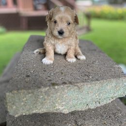 Fanta - Apricot female Maltipoo puppy in Oakland, Kentucky from Imperial Dogs