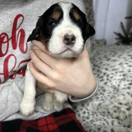 Milly - Black white and tan female English Springer Spaniel puppy in Battle Creek, Michigan from Eden Springer Spaniels