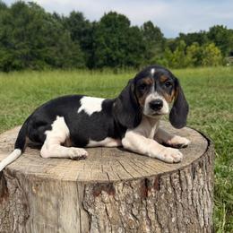Black and tan piebald - Piebald male Dachshund puppy in Defuniak Springs, Florida from Anastasia Knight's Cocker Spaniels