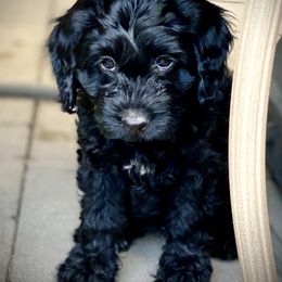 Australian Labradoodle Puppies from Tiny Treasures Australian Labradoodles