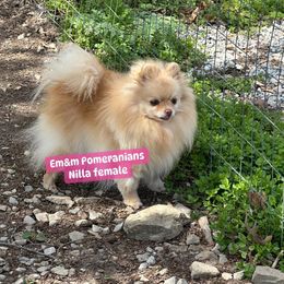 Nilla 7 yrs old - Cream Pomeranian puppy in Kentucky from Em&M Pomeranians