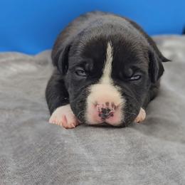 Black and White Female - Black female American Bully puppy in Lexington, Kentucky from Deuce's Den