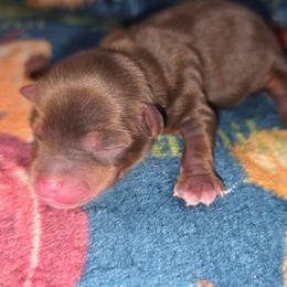 Mars - Chocolate, tan and white male Yorkshire Terrier puppy in Lakeland, Florida from You Me & The Yorkies
