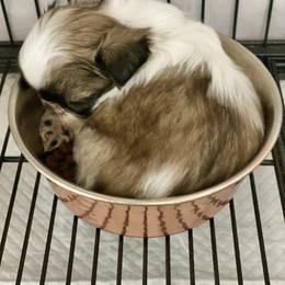 Shih Tzu Puppies from Willow Lane Shih Tzus