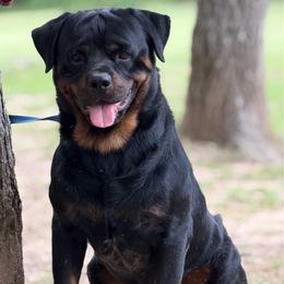 Uzi - Black and mahogany male Rottweiler puppy in Fredericktown, Missouri from Obsessions Rottweiler