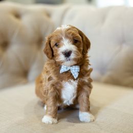 Aussiedoodle, Cockapoo, Miniature Australian Shepherd, and Poodle Puppies from Benson’s Red River Aussies