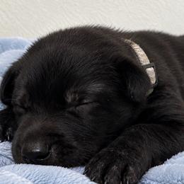 Boy 1 - Black sable male Belgian Malinois puppy in Dallas, Texas from Kaizen Ruach Malinois
