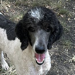 Georgie - Poodle