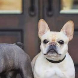 French Bulldogs from My Spoiled Frenchies