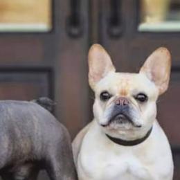 French Bulldogs from My Spoiled Frenchies
