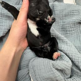 Bravery - Black male Cocker Spaniel puppy in Cincinnati, Ohio from Abundance of Joy LLC Cocker Spaniels