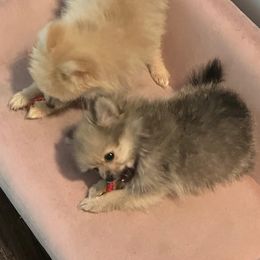 Pomeranian Puppies from Patricia's Pomeranians
