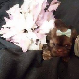 Chocolate and tan .. dobie girl - Chocolate and tan female Shih Tzu puppy in Arcadia, Florida from Kitsune Cuddles and kisses