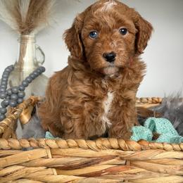 CHEVELLE- Hot pink collar - Red  female Goldendoodle puppy in Watertown, New York from True Friend Doodles