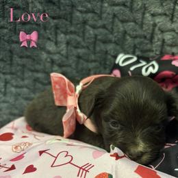 Love - Red tri female Toy Australian Shepherd puppy in Carlsbad, New Mexico from Carlsbad Toy Aussies