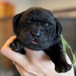 Tumnus - Black male Labrador Retriever puppy in Owosso, Michigan from Bennington Retrievers