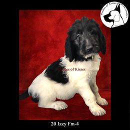 Assorted Doodle Crosses Puppies from Oodles of Kisses' Great DaNoodles