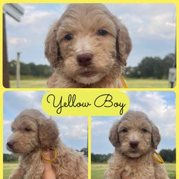 Boy 4 - Cream male Goldendoodle puppy in Cullman, Alabama from Sunflower Doodles