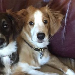 English Shepherds from Southern Shadow's English Shepherds