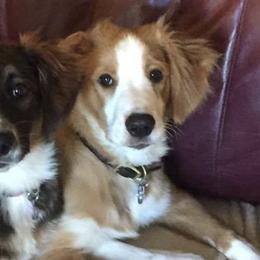English Shepherds from Southern Shadow's English Shepherds