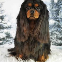 Hilton - Cavalier King Charles Spaniel