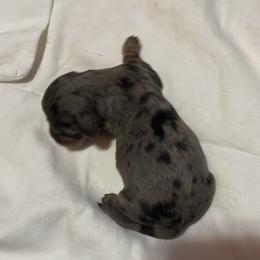 Girl 1 - Dapple female Dachshund puppy in Harriet, Arkansas from B&K Dachshunds