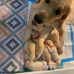 Golden Retriever Puppies from KCs Golden Dream