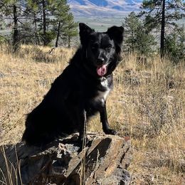 Skye - Australian Shepherd