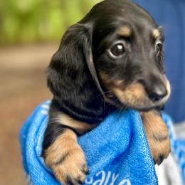 Ahsoka AKC OFA CHIC - Black and cream female Dachshund puppy in El Dorado, Arkansas from LovelylilDoxies