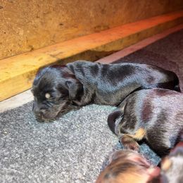 Peppermint - Black and cream female Dachshund puppy in Lincolnton, North Carolina from Oakview Kennels