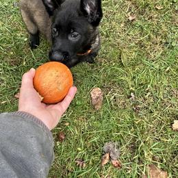 Belgian Malinois Puppies from Focused Obedient Belgian Malinois