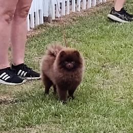 Pekingese and Pomeranian Puppies from Purple Diamonds Kennel