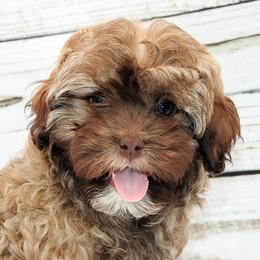 SABINE - Brown female Russian Tsvetnaya Bolonka puppy in West Plains, Missouri from Must Be Frenchies & Crown Of Curls Bolonka