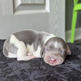 Blue cream pie boy - Blue and cream male Dachshund puppy in Mooresboro, North Carolina from Walker Family Pups