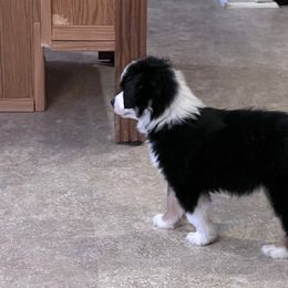 Boy 1 - Toy Australian Shepherd puppy in Corydon, Indiana from Arbuckle’s Lookin Good Aussies (LGA)