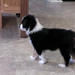 Boy 1 - Toy Australian Shepherd puppy in Corydon, Indiana from Arbuckle’s Lookin Good Aussies (LGA)